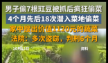 男子4个月偷菜18次获刑6个月 背后真相实在让人惊愕