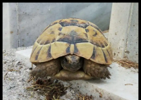 男子捡来的乌龟养了9年胖到爬不动 究竟是怎么回事？