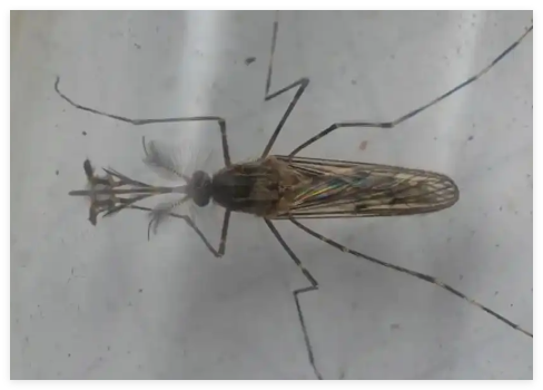 现在只剩南极没蚊子了 究竟是怎么回事？