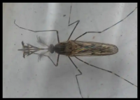 现在只剩南极没蚊子了 究竟是怎么回事？