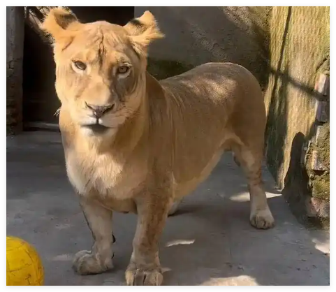 动物园狮子因腿短走红 被叫“柯基” 简直太罕见了