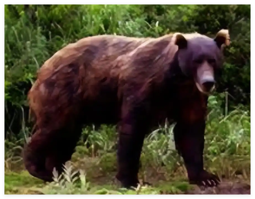 日本熊灾现场有明显吃人痕迹 背后真相实在让人惊愕