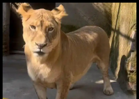 动物园狮子因腿短走红 被叫“柯基” 简直太罕见了