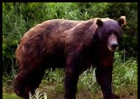 日本熊灾现场有明显吃人痕迹 背后真相实在让人惊愕