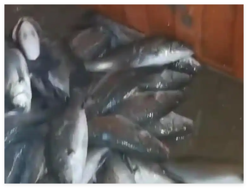 水产市场“麻醉鱼”调查 背后真相实在让人惊愕