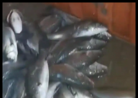 水产市场“麻醉鱼”调查 背后真相实在让人惊愕